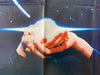 Starman